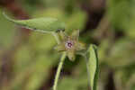 Trailing milkvine